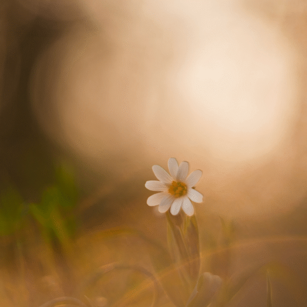 flower-on-a-filed