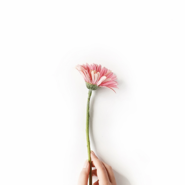 pink-flower