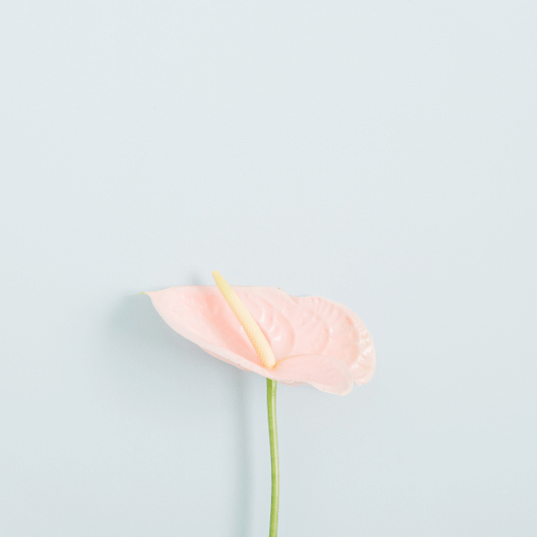 pink-flower-on-a-blue-background