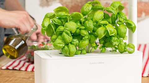 Image for Smart Garden Grow Kit